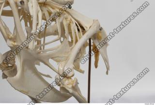 Photo Textures of Hen Skeleton